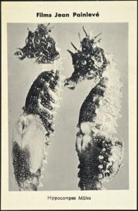 poster of Jean Painlevé - Popular Films